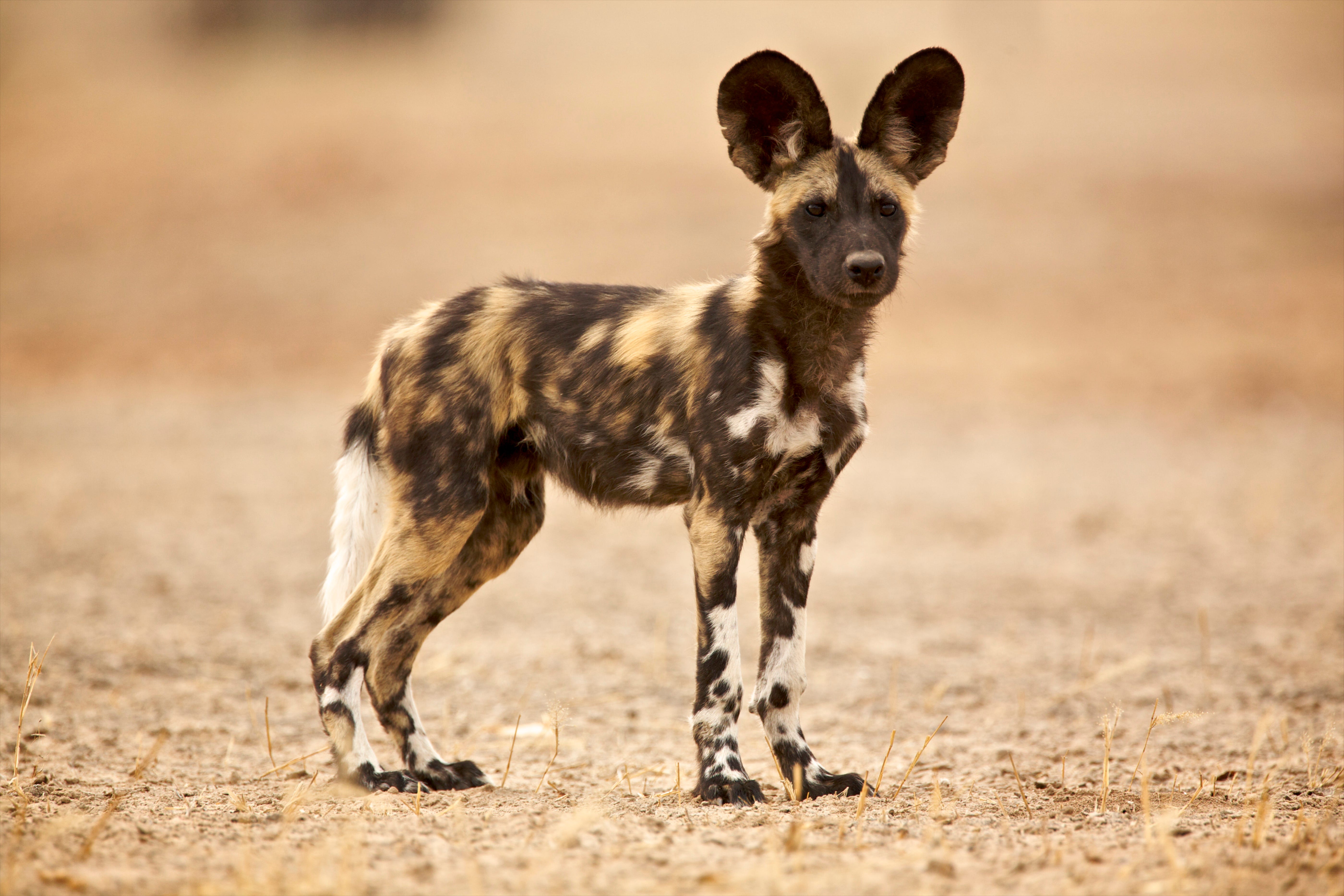 Wild Dog - Laycaon pictus - a young pup