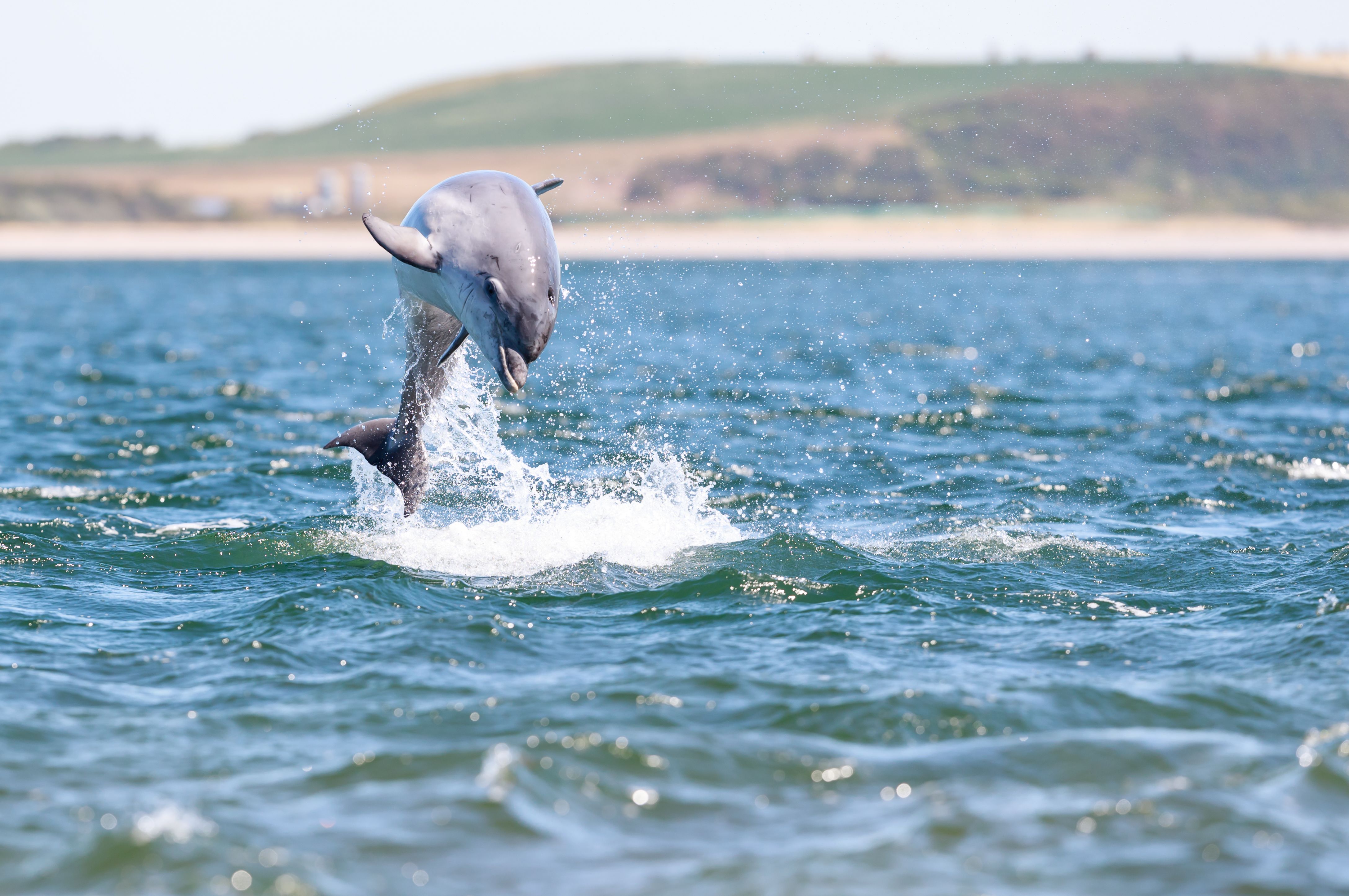 Record Numbers Of Whales, Dolphins And Seals Spotted In UK Waters In 2019