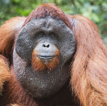 mannelijke orang oetan in het wild