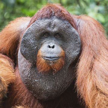 mannelijke orang oetan in het wild