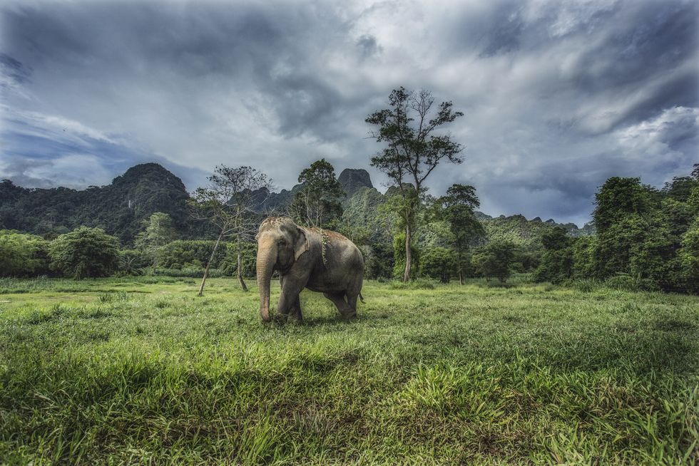 Дикий слон в национальном парке Као Сок