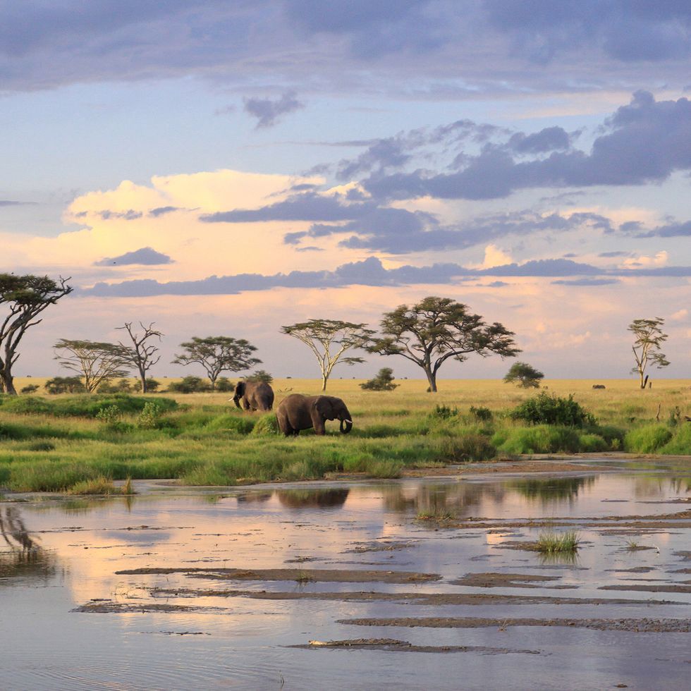 wild elephants tanzania