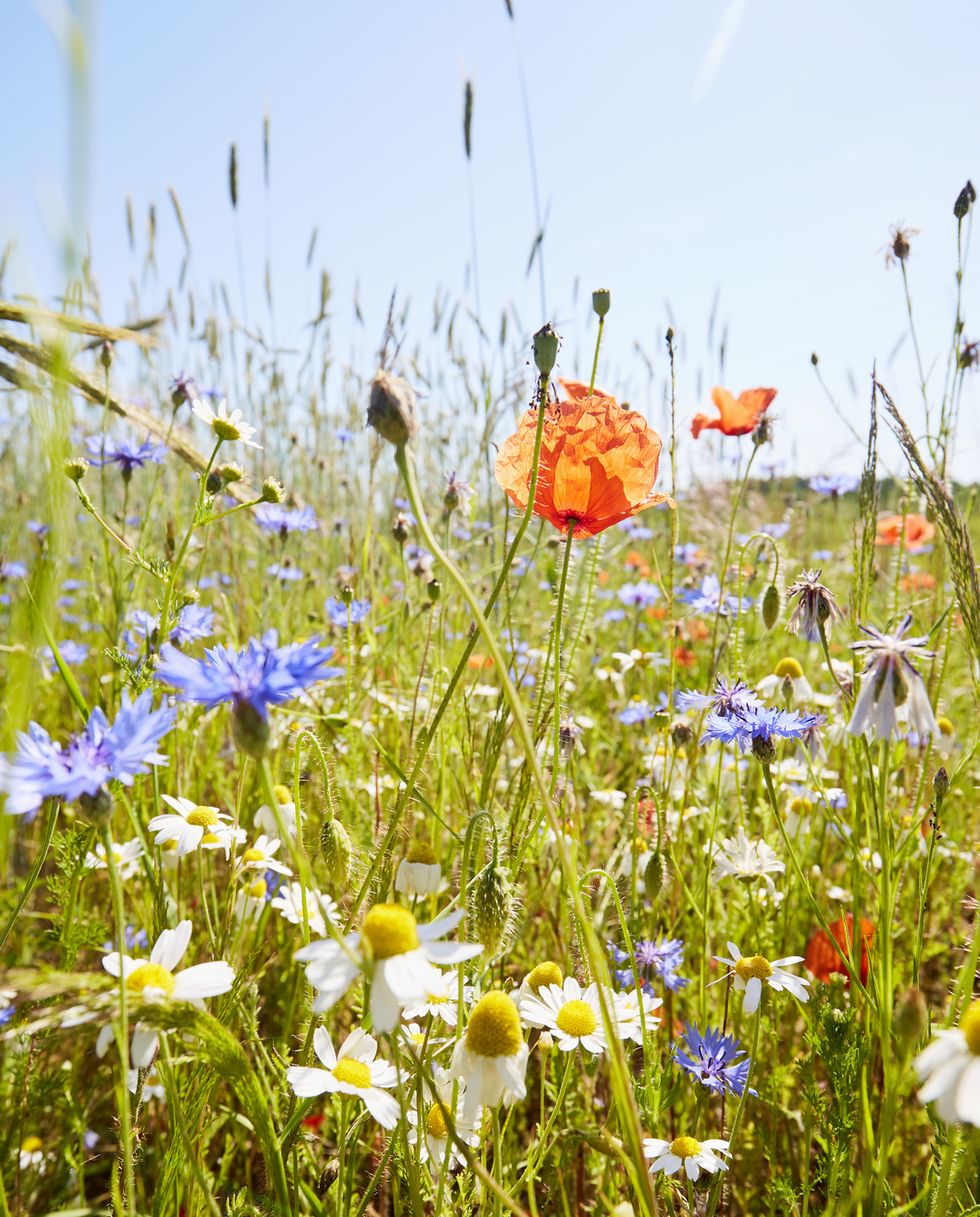 wild flower meadow with chamomile flowers, poppies and cornflowers against blue sky in summer