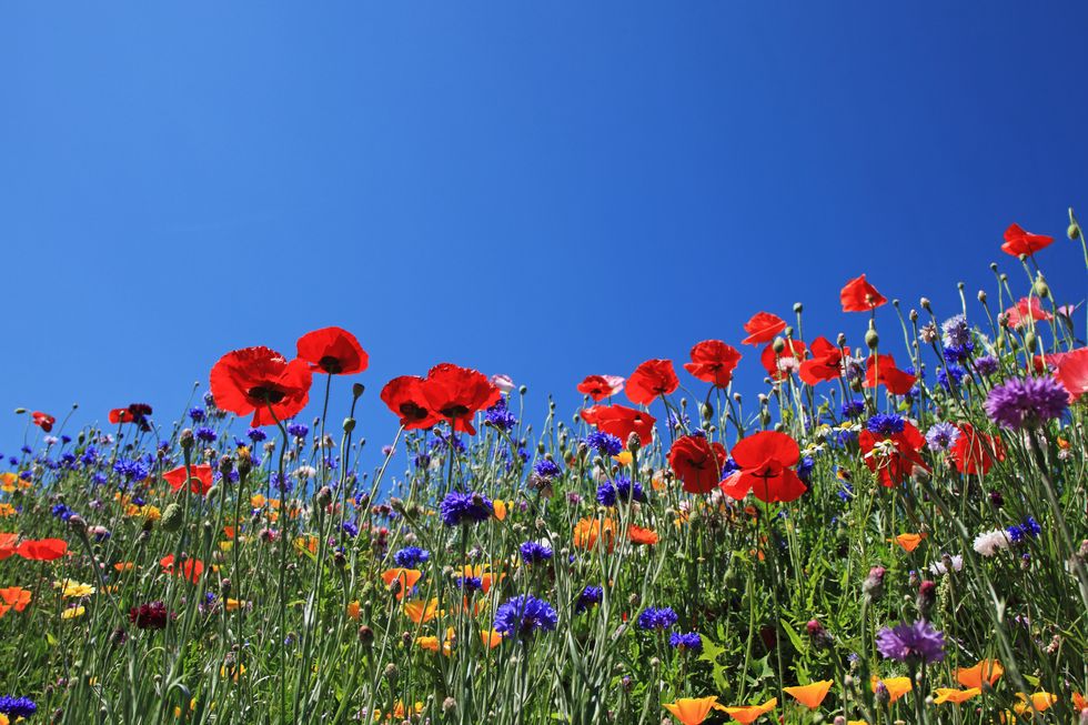 wild flowers in field, savoie, france