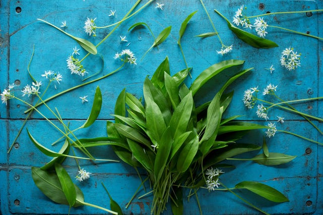 wild garlic