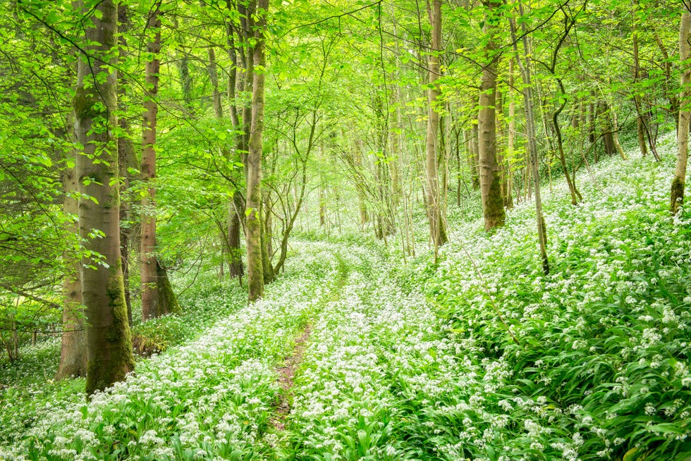 wild garlic