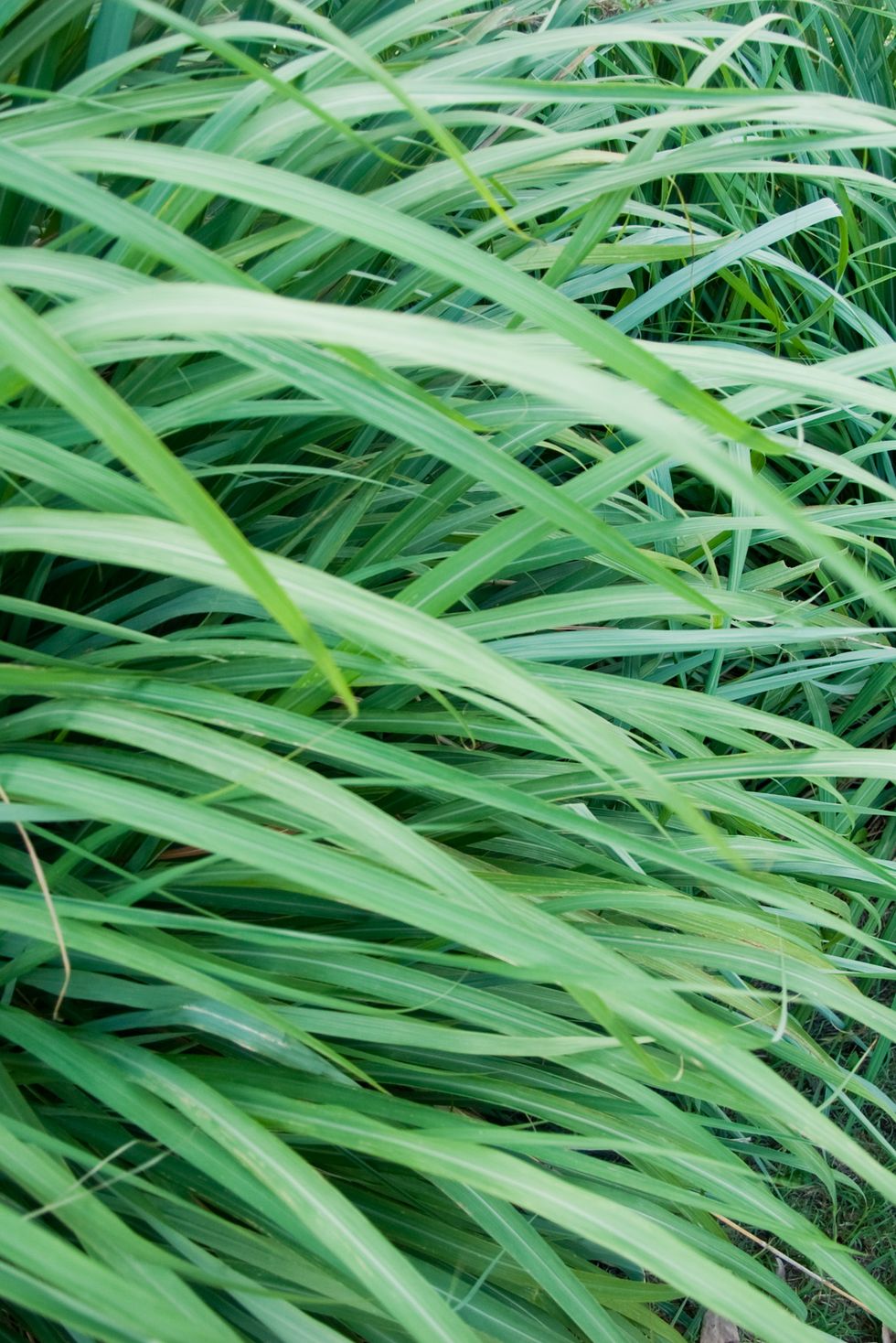 wild grass or wildgrass; lemongrass