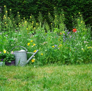 wild herb and field or wild flowers with iron watering can english cottage style gardening picture gardening concept of a rural garden good for insects like bees en butterflies