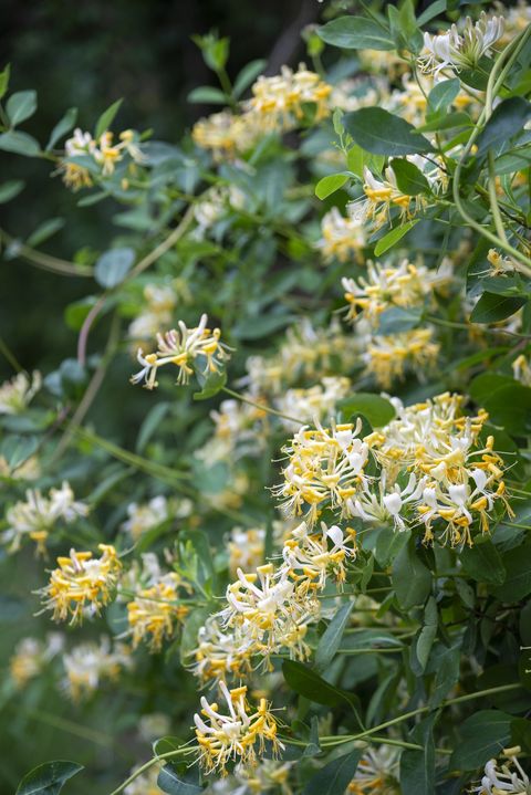 wild honeysuckle flowering in mid summer in the english countryside