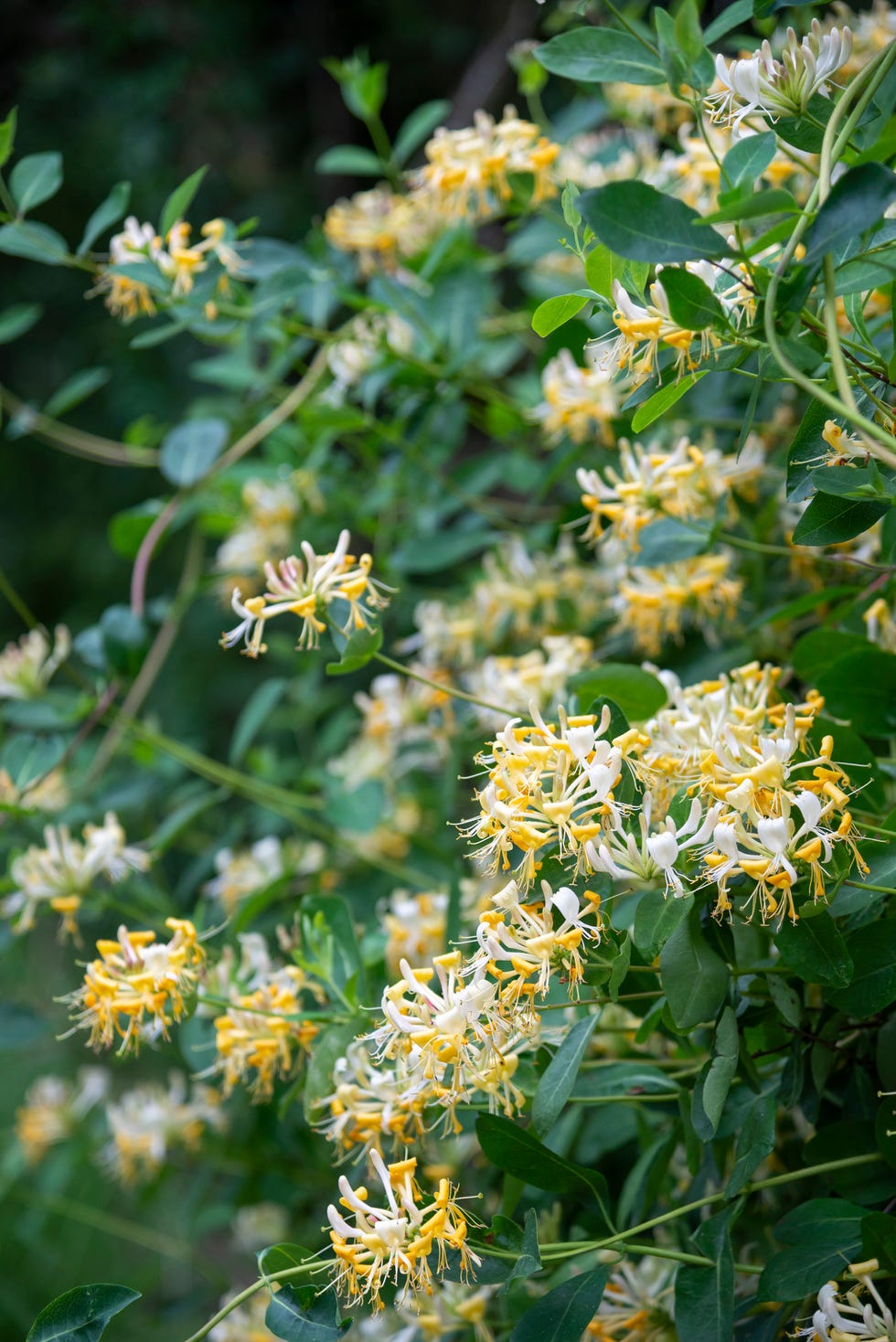 28 Best Ground Cover Plants and Flowers - Easiest Ground Covers