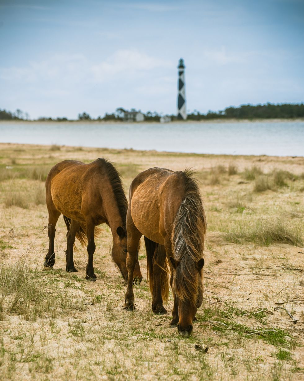 wild horses graze in front of cape lookout lighthouse