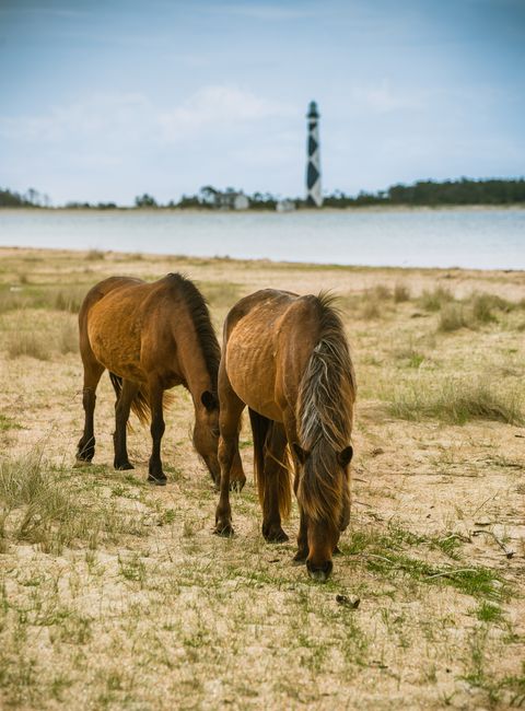 wild horses graze in front of cape lookout lighthouse