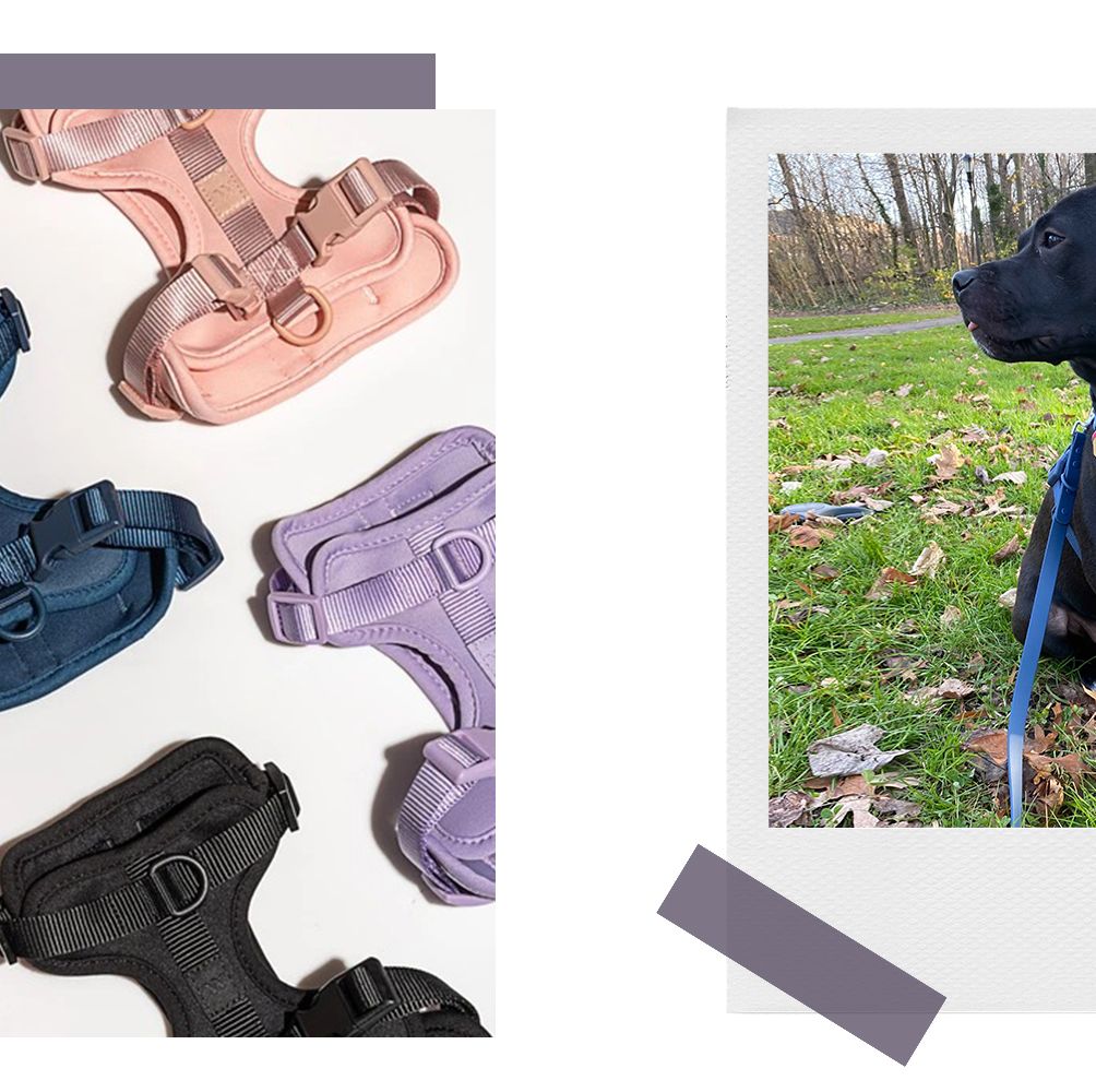 Best pet deals: Wild One dog harnesses, leashes, collars, carriers, and  more for up to 35% off