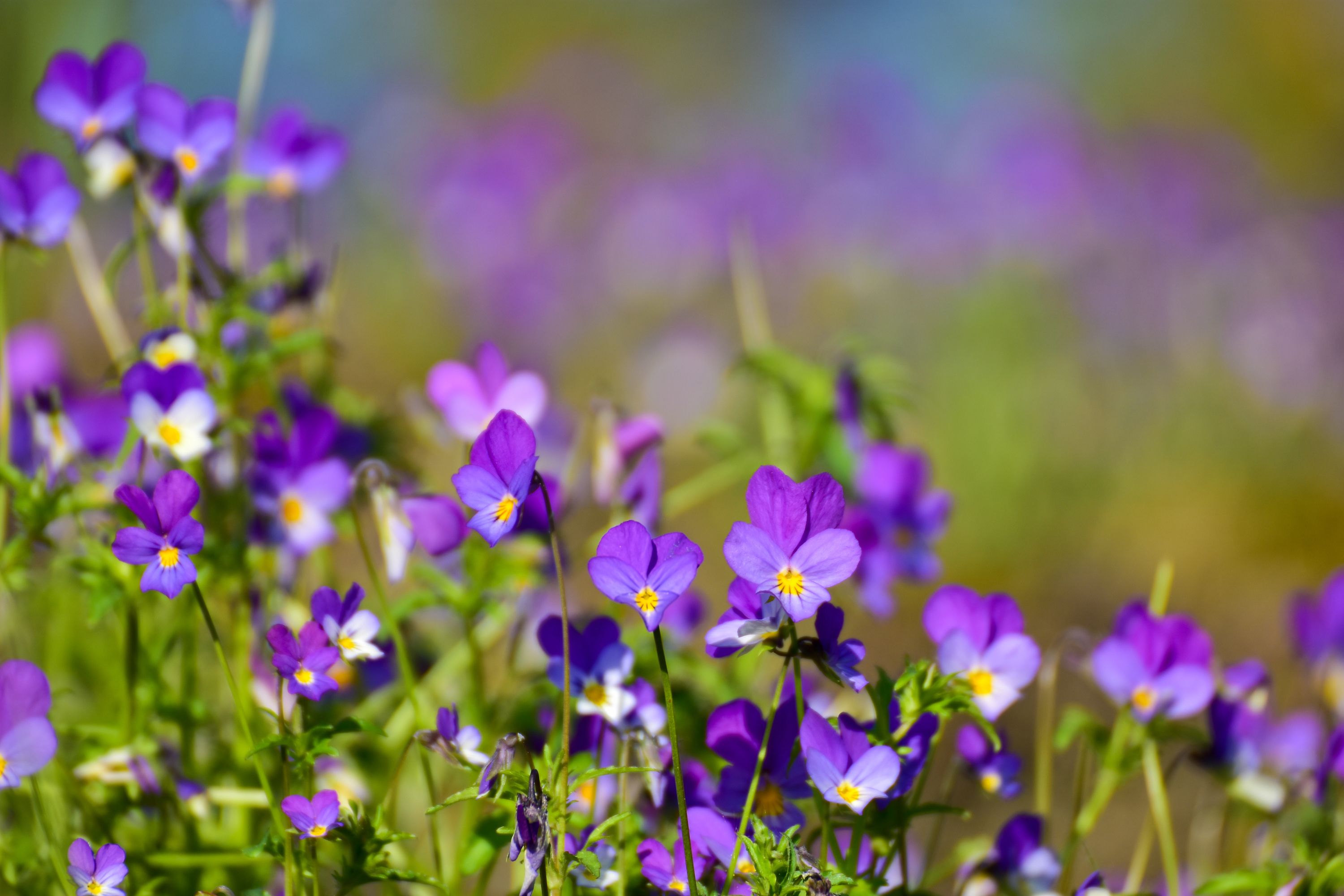 11 British Wildflowers You Can Grow In Your Garden