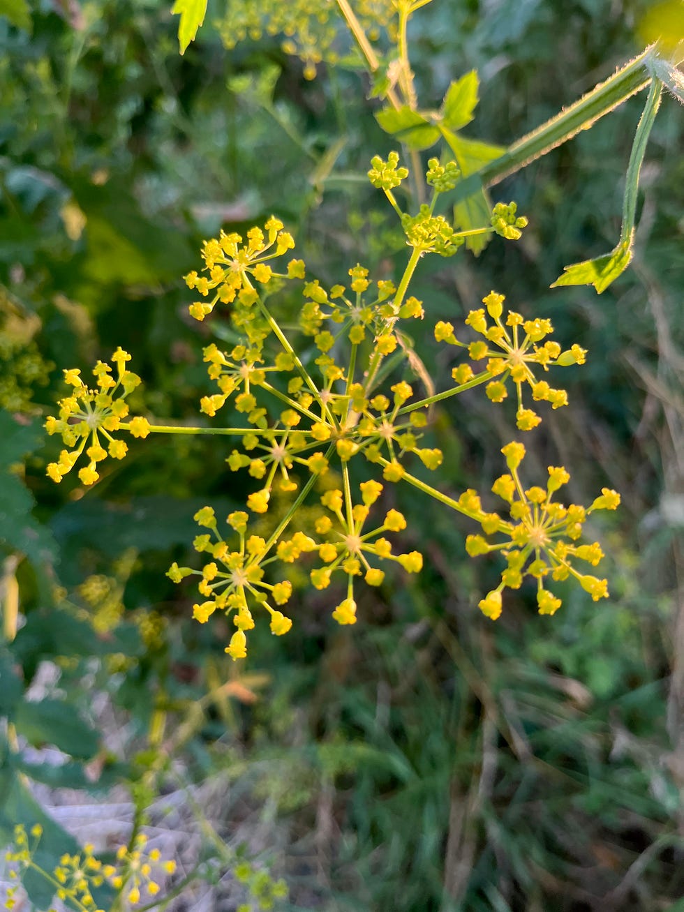wild parsnip (pastinaca sativa) growing at the seashore