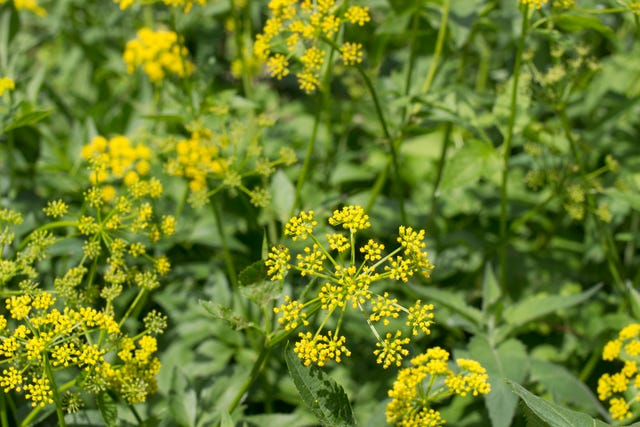 Wild Parsnip Plants