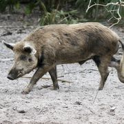 wild pig walking over dirty sand with plants in background