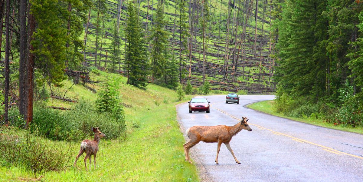 You’re More Likely To Hit a Deer This Week while Driving