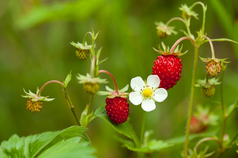 July Foraging Guide: 5 Wild Foods To Forage Throughout The Month