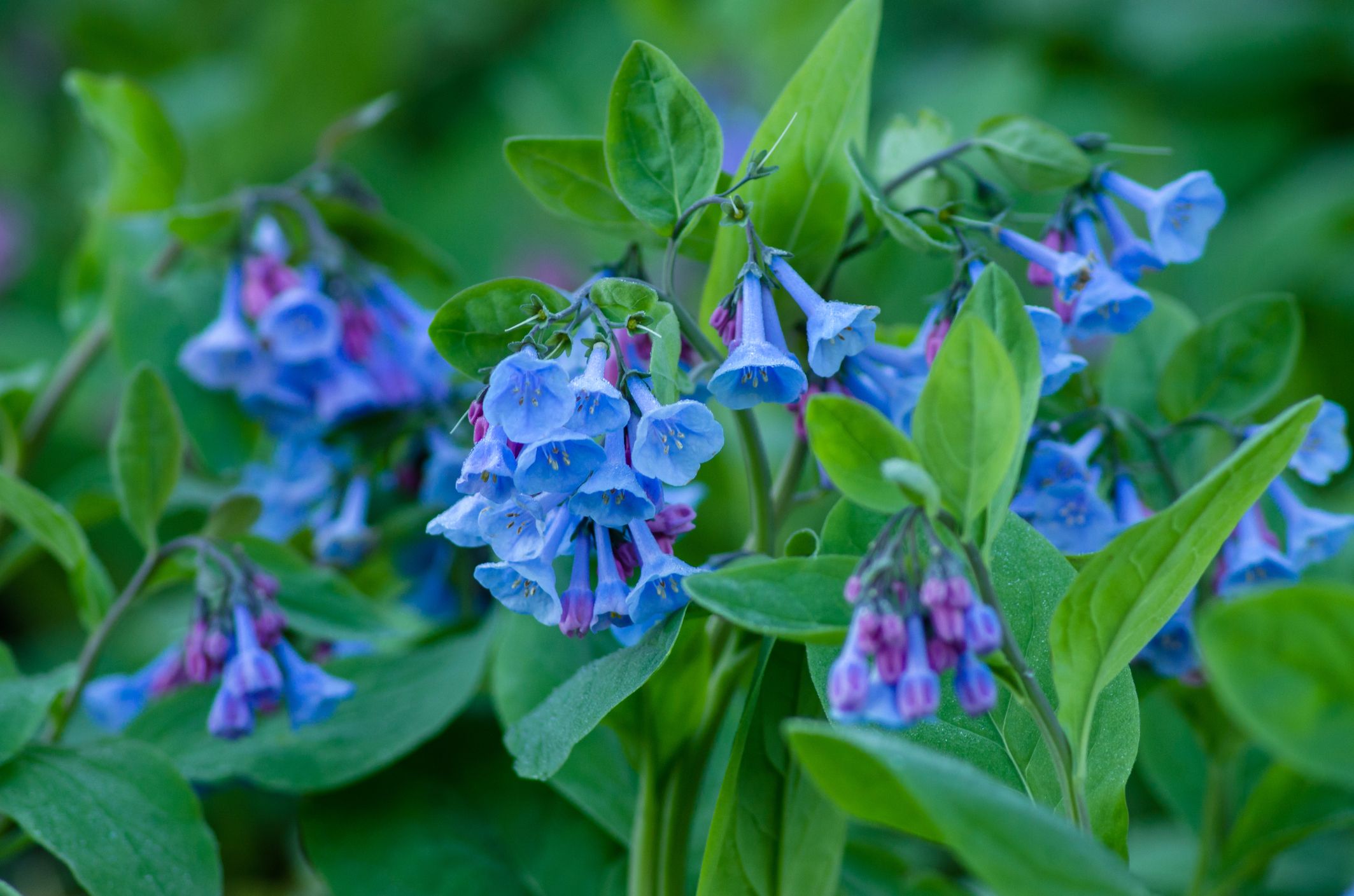 Shade loving flowers discount