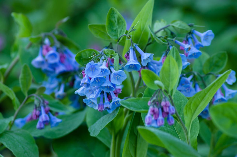 30 Shade-Loving Plants That&rsquo;ll Thrive in Your Garden