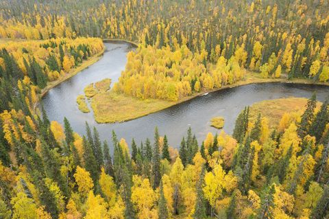 NATIONAAL PARK OULANKA FINLAND Oulanka een uitgestrekt arctisch bos met grove dennen sparren en zilverberken kent een grote biodiversiteit ondanks de ligging in de buurt van de Noordpoolcirkel