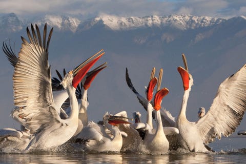 KERKNIMEER GRIEKENLAND Kroeskoppelikanen  de grootste soort uit de familie van pelikanen  nemen een duik in het Kerknimeer in NoordGriekenland