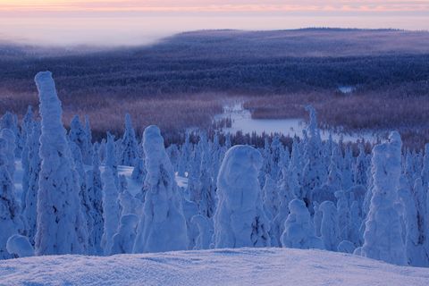 NATIONAAL PARK RIISITUNTURI FINLAND Nationaal park Riisitunturi in de Finse provincie Lapland bestaat uit eindeloze vlaktes van met sneeuw en ijs bedekte sparren wat een fotogeniek wit bos oplevert