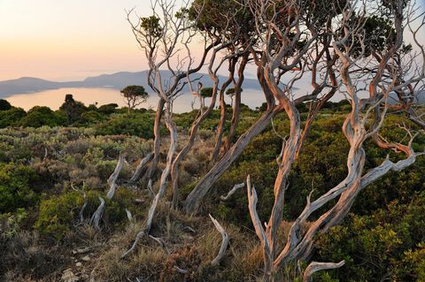 Op het Griekse eiland Alonissos groeien amandelen druiven vijgen en olijven