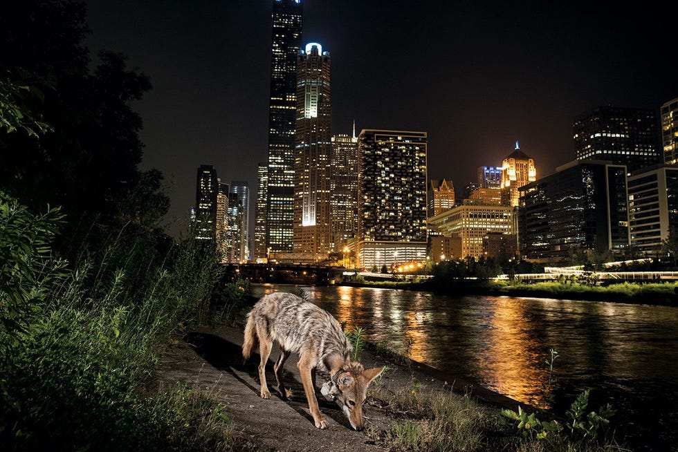 Coyote 1288 een gezenderd mannetje woonde achter een postkantoor in het centrum aan een zijarm van de Chicago River Een paar maanden nadat deze foto werd genomen werd hij doodgereden Sommige coyotes hebben geleerd autos te mijden en letten bij het oversteken zelfs op de verkeerslichten