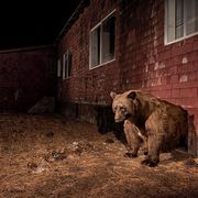 Een zwarte beer kruipt uit zijn hol onder een verlaten huis in South Lake Tahoe  Californi In dit dichtbevolkte toeristenoord komen de dieren makkelijker aan voedsel dan in de natuur De beren hier zijn gemiddeld 25 procent zwaarder dan soort genoten die buiten de stad leven