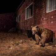 Wilde dieren Een zwarte beer kruipt uit zijn hol onder een verlaten huis in South Lake Tahoe Californi In dit dichtbevolkte toeristenoord komen de dieren makkelijker aan voedsel dan in de natuur De beren hier zijn gemiddeld 25 procent zwaarder dan soort genoten die buiten de stad leven