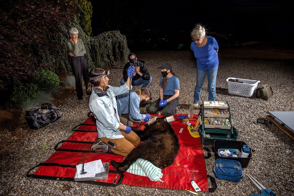 Biologen onderzoeken een verdoofde beer net buiten het centrum van Asheville North Carolina een stad die wordt overspoelddoor beren Inwoners mogen toekijken bij het onderzoek en krijgen voorlichting over hoe ze confrontaties kunnen vermijden