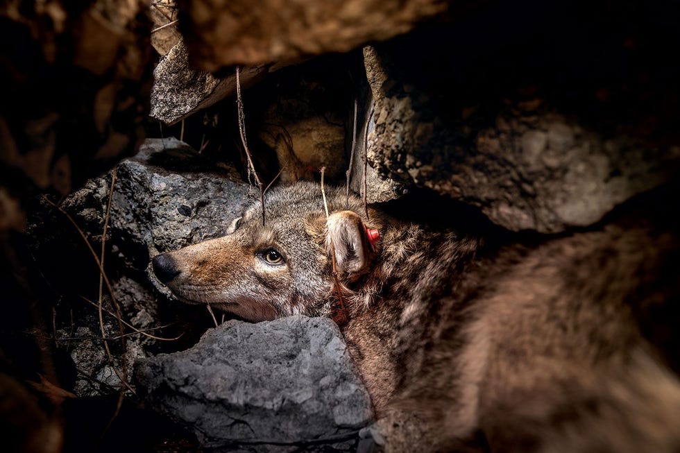 In Chicago schuilt een coyote in een holte in een stenen muur