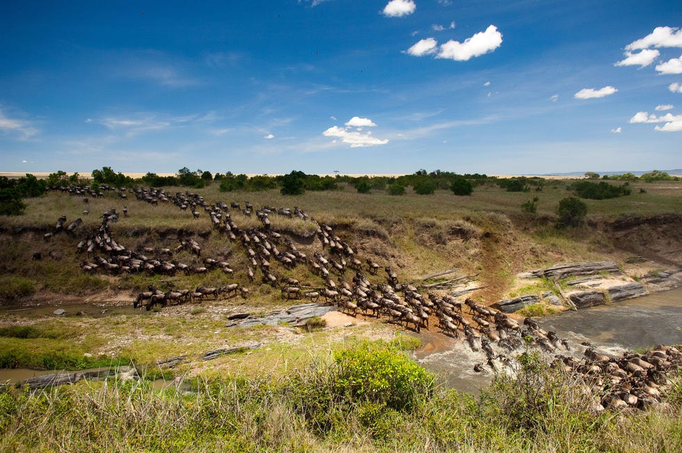 Op hun jaarlijkse trek steken majestueuze wildebeesten de rivier de Mara over waar krokodillen onder het wateroppervlak op de loer liggen