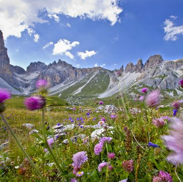 camminate fiori italia