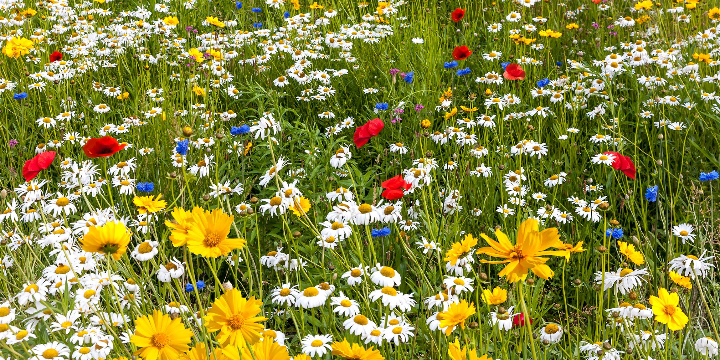 How Wildflowers Can Reduce Pesticide Use Wildflowers Pest Control