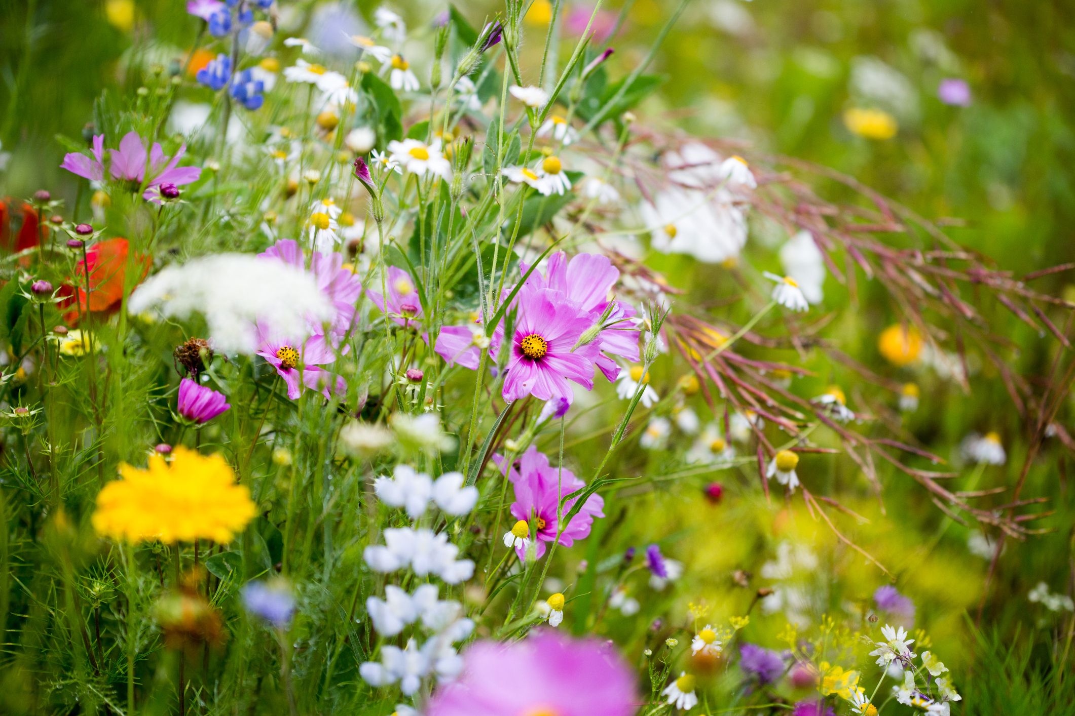 How to plant a wildflower meadow – YourGreen