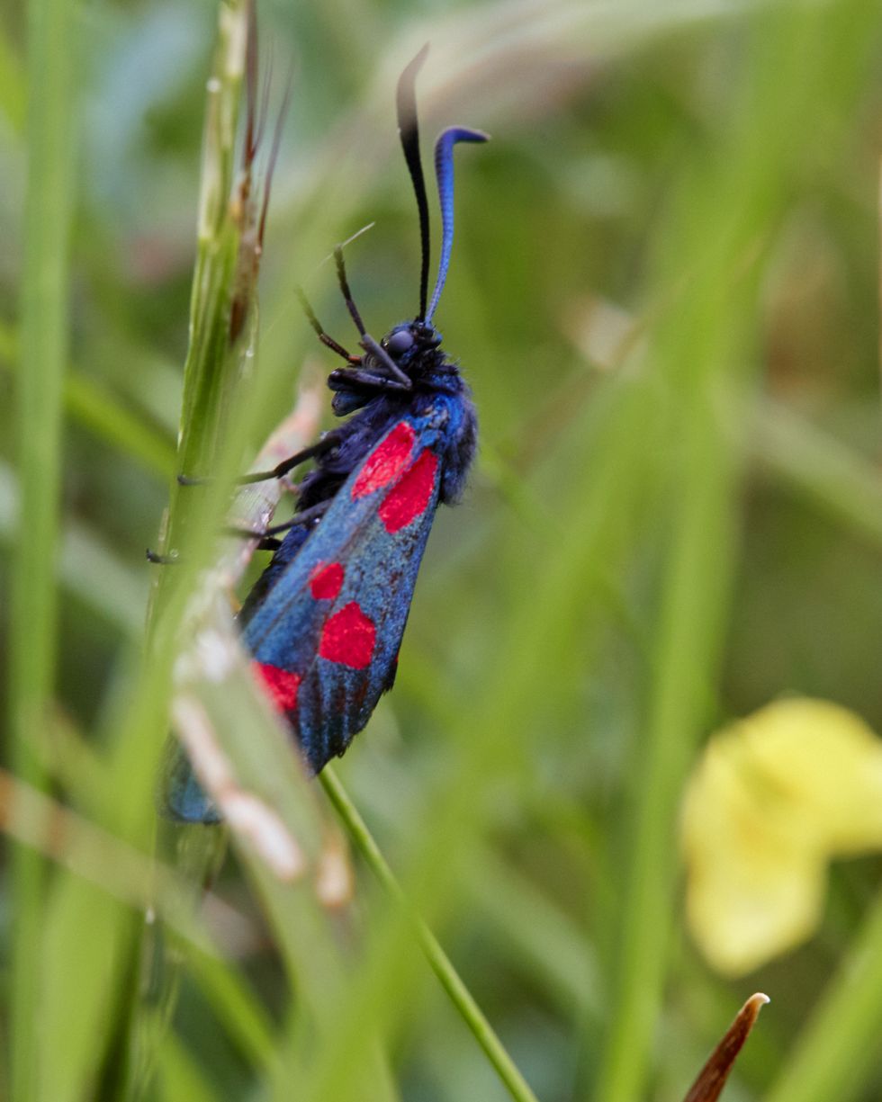 shepherd dan jones was awarded the tenancy of parc farm on the great orme by the national trust, he won the chance to tend one of the most remarkable headlands in the countrywildflife, blue and red moth or butterfly