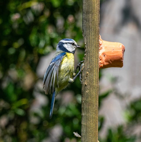 blue tit bird in wildlife garden with homemade suet bird feeder