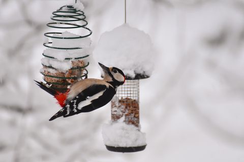 Wildlife in the garden during winter season. Male greatspottet woodpecker hanging on to a bird feeder. Lots of snow in the garden and on the feeders. Focus on bird and feeders. Dofocused backdrop.