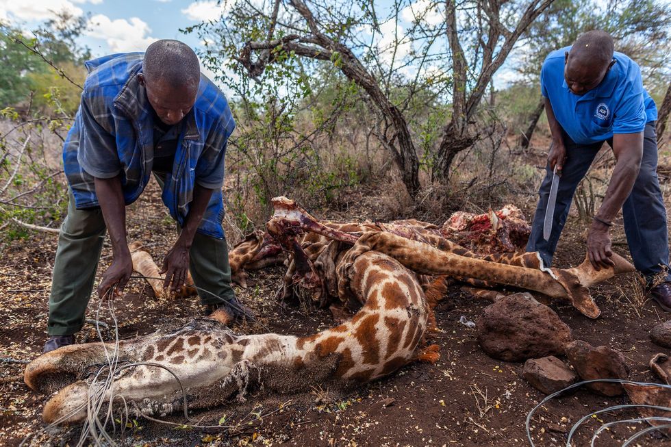 Parkopzichters bevrijden een dode giraffe uit een stropersval in Amboseli Kenia Een dier kan tot driehonderd kilo vlees opleveren Giraffen worden ook gedood om hun staart die in sommige culturen geldt als statussymbool