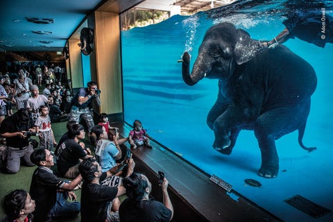 Een jonge olifant treedt onder water op voor toeschouwers in Thailand Dit beeld van de Australische fotograaf Adam Oswell won de prijs voor fotojournalistiek Belangengroepen die zich bekommeren om het welzijn van olifanten in gevangenschap beschouwen dergelijke optredens als uitbuiting omdat ze onnatuurlijk gedrag aanmoedigen en op angst gebaseerde training wordt gebruikt om een olifant inschikkelijk te maken