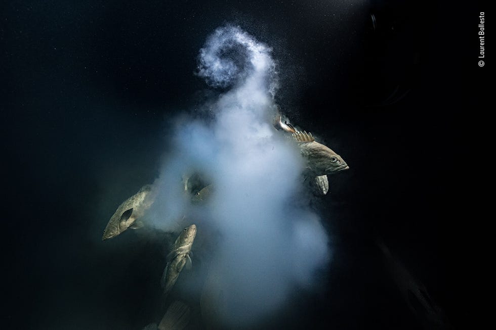 Met dit zeldzame opvallende beeld van parende tandbaarzen won Laurent Ballesta zowel de categorie Underwater als de meest prestigieuze prijs van de wedstrijd Wildlife Photographer of the Year De uit Frankrijk afkomstige Ballesta speurt in de diepten van de oceaan bij het FransPolynesische atol Fakarava naar gemarmerde tandbaarzen die uit een melkachtige wolk van eitjes en sperma komen Vijf jaar lang keerden Ballesta en zijn team terug naar deze lagune Ze doken dag en nacht om het jaarlijkse kuitschieten van de dieren te zien