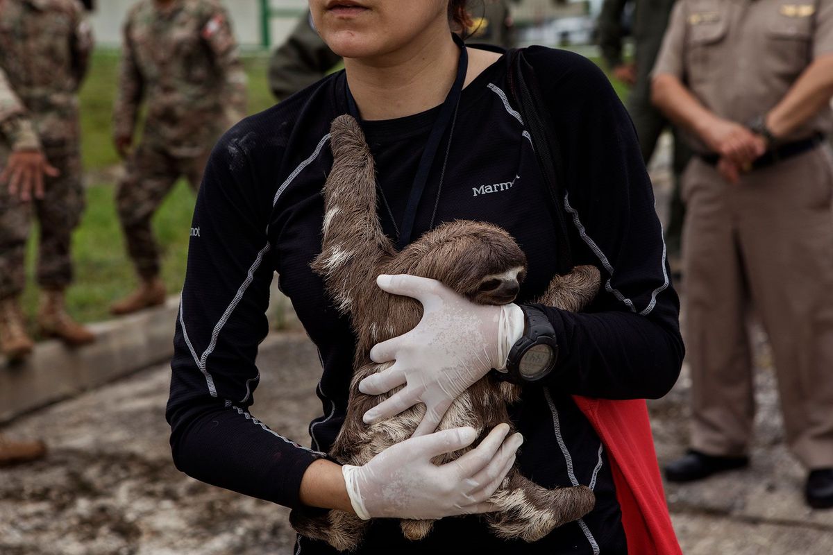 Dierenarts Violeta Barrera Navarro draagt een luiaard in haar armen die tijdens de operatie in Puerto Alegra werd gered