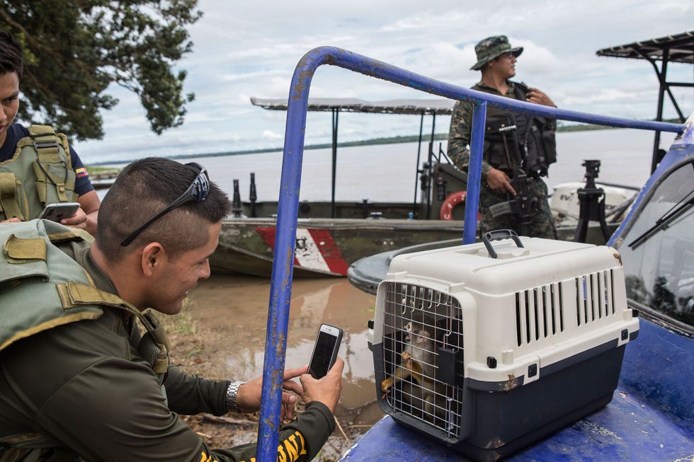 Een officier van de luchtmacht maakt een foto van een gered doodshoofdaapje Inwoners van Puerto Alegra verdienen een beetje geld aan bezoeken van toeristen terwijl touroperators er winst op maken