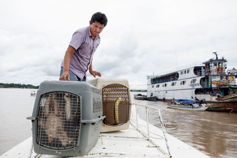 Een dierenarts laadt een stel luiaards en de anaconda in kooien op een boot De autoriteiten vervoerden de 22 geredde dieren per boot over de rivier naar twee gereedstaande militaire vrachtvliegtuigen die vervolgens naar Iquitos in Peru vlogen Daar werden de dieren naar twee opvangcentra overgebracht