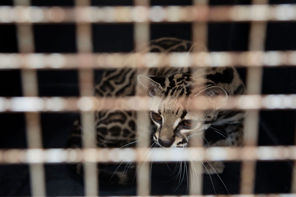 Een margay tuurt vanuit zijn kooi naar buiten De kat werd in ondervoede staat en met kale plekken in zijn vacht aangetroffen Dierenartsen moesten het zeer gestreste dier verdoven om hem te kunnen vervoeren