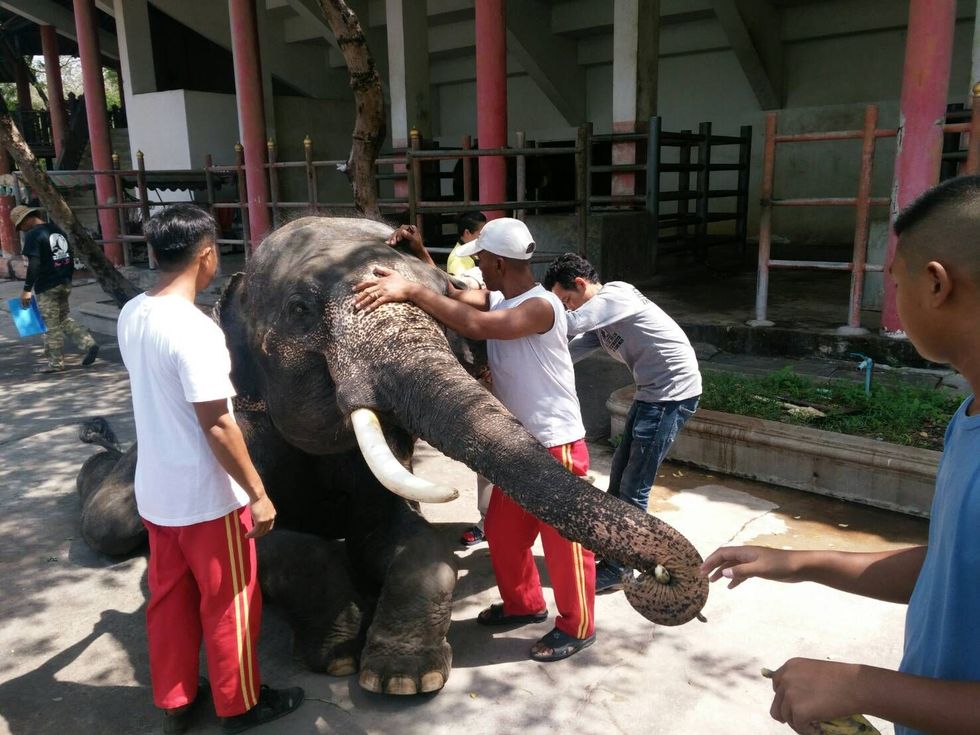 Tijdens een bezoek in april 2019 nemen dierenartsen van het Thaise ministerie van Veedierontwikkeling bloedmonsters af bij Gluay Hom terwijl twee medewerkers van de dierentuin de jonge olifant in bedwang houden Uit eerdere tests bleek dat Gluay Hom parasieten had waarvoor het dier inmiddels is behandeld
