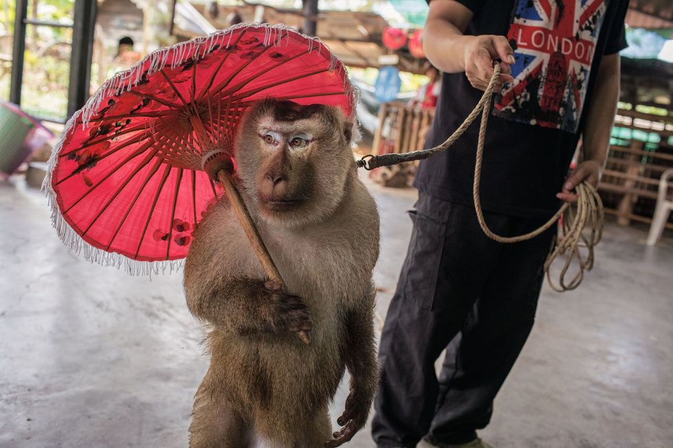 Een makaak staat even stil tijdens een show van de Monkey School een menagerie in de buurt van Chiang Mai De apen hebben geleerd op een driewieler te rijden met een basketbal te gooien en een parasol rond te draaien Als ze niet optreden zitten ze in een metalen kooi van n bij n meter